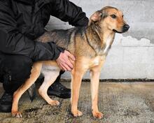 ANTONIETTA, Hund, Mischlingshund in Italien - Bild 5