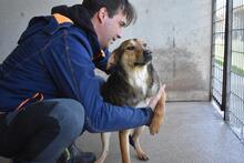 ANTONIETTA, Hund, Mischlingshund in Italien - Bild 7