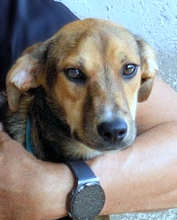 ANTONIETTA, Hund, Mischlingshund in Italien - Bild 9