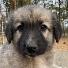 VENUS, Hund, Mischlingshund in Griechenland - Bild 1