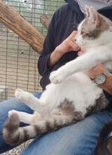 MANOLO, Katze, Europäisch Kurzhaar in Ratingen - Bild 13