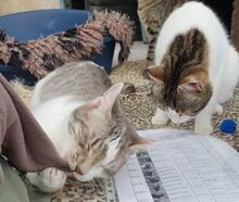 MANOLO, Katze, Europäisch Kurzhaar in Ratingen - Bild 17