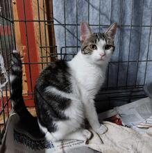 MANOLO, Katze, Europäisch Kurzhaar in Ratingen - Bild 18