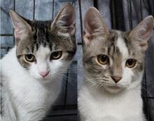 MANOLO, Katze, Europäisch Kurzhaar in Ratingen - Bild 2