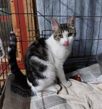 MANOLO, Katze, Europäisch Kurzhaar in Ratingen - Bild 21