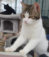 MANOLO, Katze, Europäisch Kurzhaar in Ratingen - Bild 5
