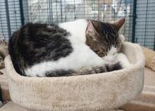 MANOLO, Katze, Europäisch Kurzhaar in Ratingen - Bild 6