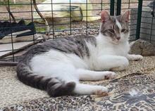 MANOLO, Katze, Europäisch Kurzhaar in Ratingen - Bild 9