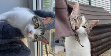 MANOLITO, Katze, Europäisch Kurzhaar in Ratingen - Bild 1