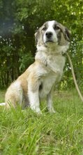 FLOCKE, Hund, Mischlingshund in Belgien - Bild 1