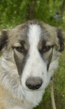 FLOCKE, Hund, Mischlingshund in Belgien - Bild 3