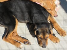 MISSOURI, Hund, Mischlingshund in Zypern - Bild 3