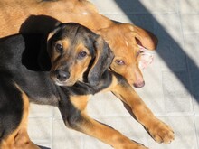 MISSOURI, Hund, Mischlingshund in Zypern - Bild 4