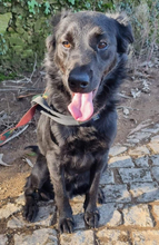 PINGO, Hund, Mischlingshund in Portugal - Bild 1