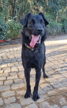 PINGO, Hund, Mischlingshund in Portugal - Bild 10