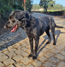 PINGO, Hund, Mischlingshund in Portugal - Bild 11