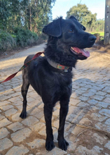 PINGO, Hund, Mischlingshund in Portugal - Bild 12
