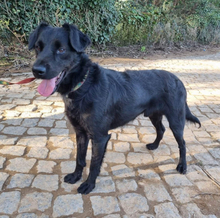 PINGO, Hund, Mischlingshund in Portugal - Bild 2