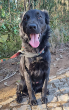 PINGO, Hund, Mischlingshund in Portugal - Bild 3