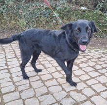 PINGO, Hund, Mischlingshund in Portugal - Bild 4