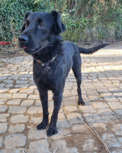 PINGO, Hund, Mischlingshund in Portugal - Bild 5