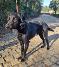 PINGO, Hund, Mischlingshund in Portugal - Bild 6