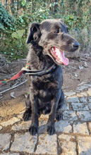 PINGO, Hund, Mischlingshund in Portugal - Bild 7