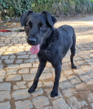 PINGO, Hund, Mischlingshund in Portugal - Bild 9