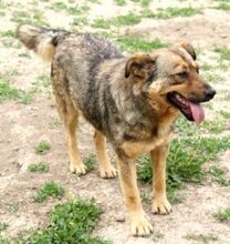 FERDINAND, Hund, Deutscher Schäferhund-Mix in Rumänien - Bild 2