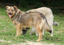 FERDINAND, Hund, Deutscher Schäferhund-Mix in Rumänien - Bild 3