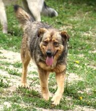 FERDINAND, Hund, Deutscher Schäferhund-Mix in Rumänien - Bild 4