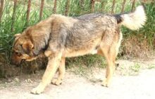 FERDINAND, Hund, Deutscher Schäferhund-Mix in Rumänien - Bild 5