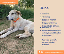 JUNE, Hund, Mischlingshund in Schmitten - Bild 1