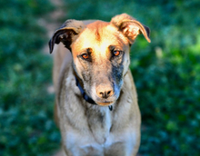 ARTEMIS, Hund, Mischlingshund in Griechenland - Bild 1