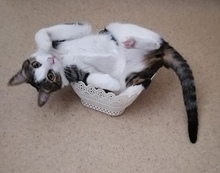 KIKI, Katze, Hauskatze in Regensburg - Bild 1