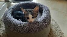 KIKI, Katze, Hauskatze in Regensburg - Bild 5