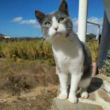TAO, Katze, Hauskatze in Griechenland - Bild 2
