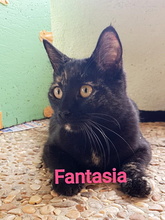 FANTASIA, Katze, Europäisch Kurzhaar in Italien - Bild 1