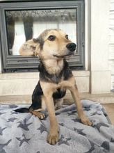 AGAS, Hund, Mischlingshund in Bulgarien - Bild 10