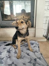 AGAS, Hund, Mischlingshund in Bulgarien - Bild 3