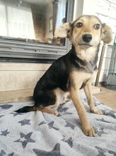 AGAS, Hund, Mischlingshund in Bulgarien - Bild 9