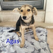 AGAS, Hund, Mischlingshund in Bordesholm - Bild 1