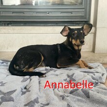 ANNABELLE, Hund, Mischlingshund in Fulda - Bild 1