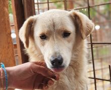 TIFFY, Hund, Mischlingshund in Rumänien - Bild 1