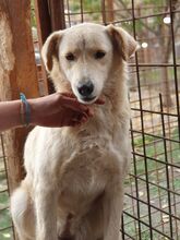 TIFFY, Hund, Mischlingshund in Rumänien - Bild 2