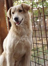 TIFFY, Hund, Mischlingshund in Rumänien - Bild 3