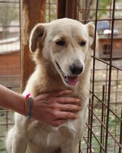 TIFFY, Hund, Mischlingshund in Rumänien - Bild 4