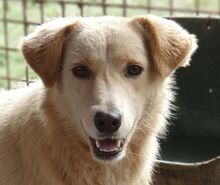 TIFFY, Hund, Mischlingshund in Rumänien - Bild 6