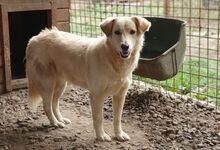 TIFFY, Hund, Mischlingshund in Rumänien - Bild 7
