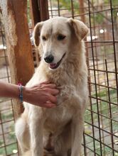 TIFFY, Hund, Mischlingshund in Rumänien - Bild 8